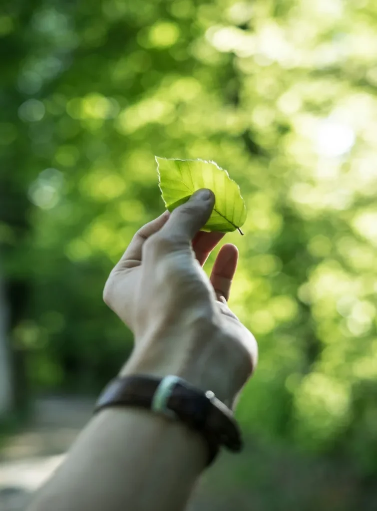 sustainability display image for decorative purposes